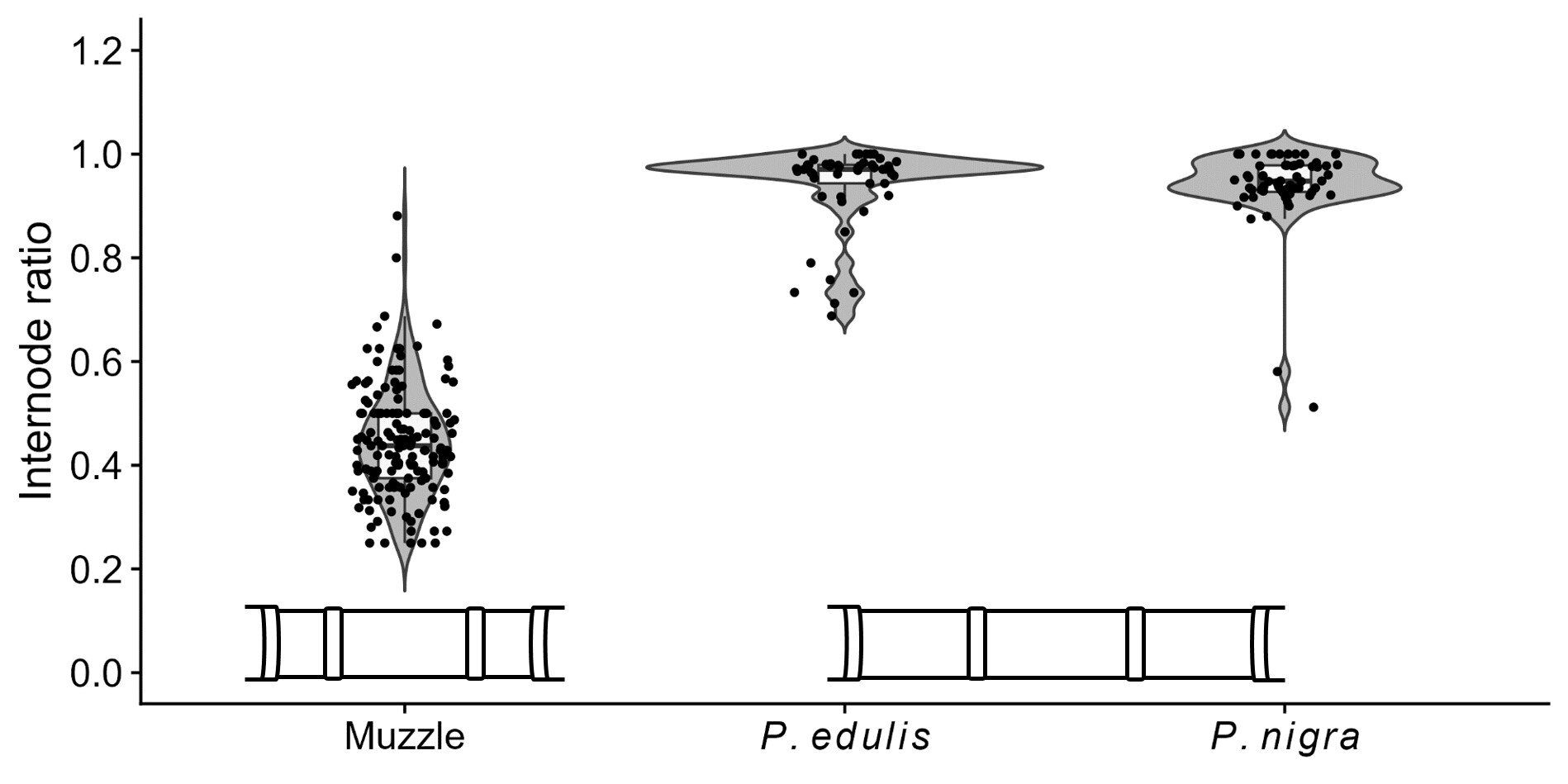 Researcher compares the relative lengths of bamboo segments in the anime muzzle with those in real bamboo from two common species. The anime depiction shows much shorter neighboring segments compared with the central one, a pattern not observed in natural bamboo. Credit: Prof. Akio Inoue from Kindai University, Japan.